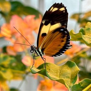 Meet your Posher, Cindee